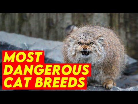 10 Most Dangerous Cat Breeds In The World