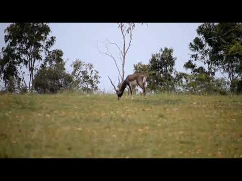 Jayamangali Blackbuck Reserve....