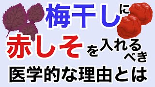 梅干しには赤しそを絶対入れるべき栄養学的な理由。赤しその栄養価と効能がすごすぎた【栄養チャンネル信長】