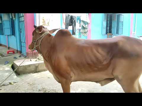 rokeya nibash. Quarbani cow 2023