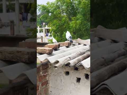 Kabutar short video 🕊#pigeon #trending #video #shorts #viralvideo