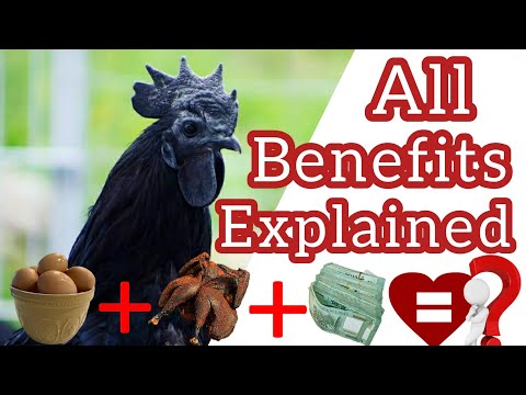 Facts about Ayam Cemani Chickens Benefits || Kadaknath Chicken Review in Urdu/Hindi English Subtitle