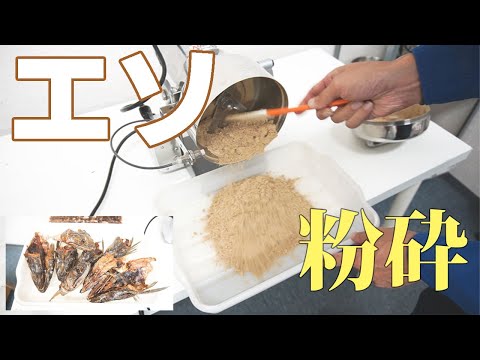 【魚粉作り】エソを粉砕（ハイスピードミル）