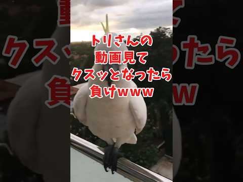 トリさんの面白かわいい動画見てクスッとなったら負けwww　#2ch動物スレ #動物 #鳥 #shorts #2ch