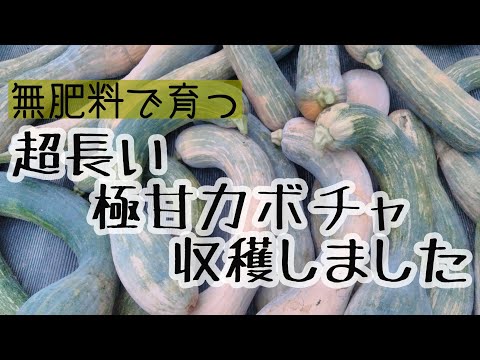 【甘みたっぷり】超長い無肥料で育つカボチャがたくさん穫れました