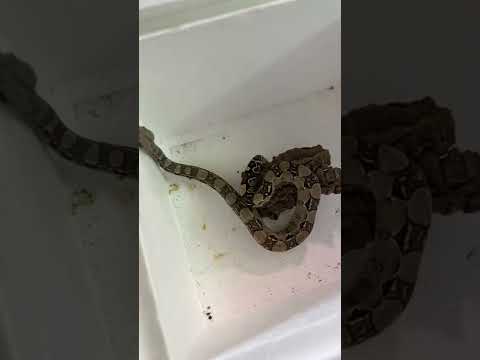 Snake tells me problem she wants fixed