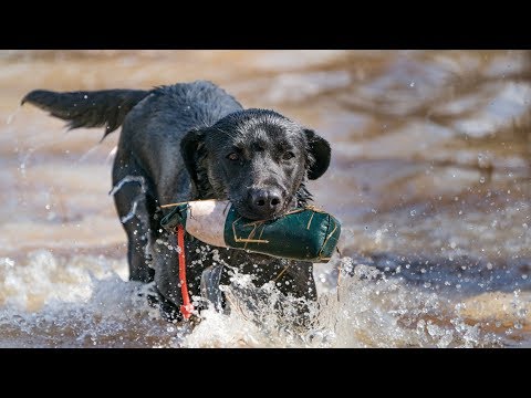 2019 Retriever Training With Brookstone Kennels