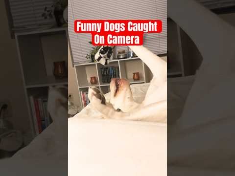 Hidden Dog Behaviors Finally Revealed on Camera