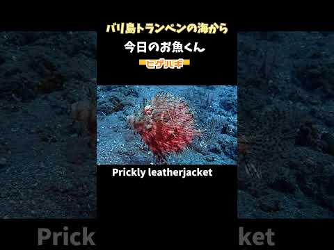 [ヒゲハギ] 毛むくじゃらのハギ。Prickly leatherjacket #shorts