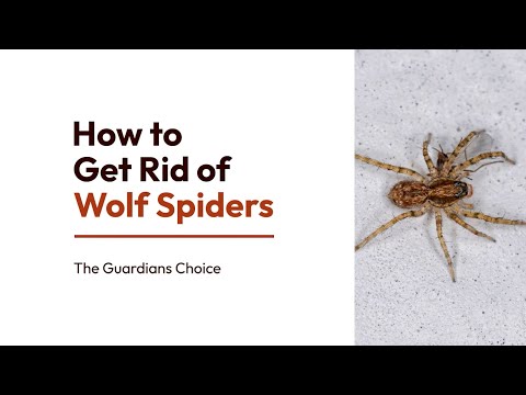 4 Easy Ways to Get Rid of Wolf Spiders | How to Get Rid of Wolf Spiders | The Guardian's Choice