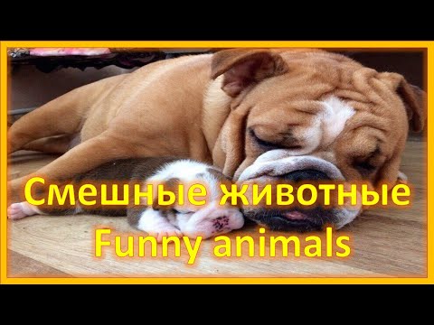 Суперподборка смешных животных. Смех, да и только!