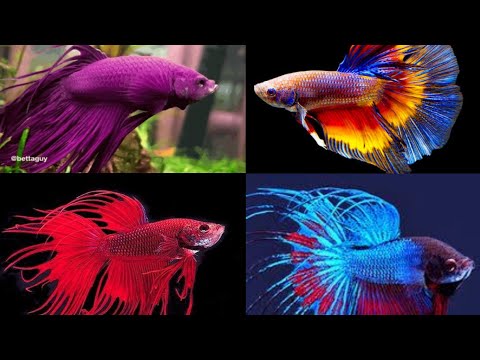 most beautiful color fish in the world