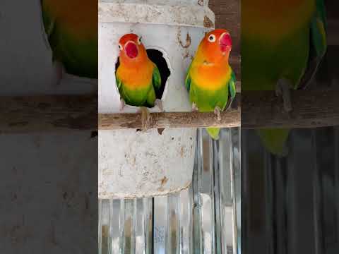 Smart lovebird Parrot  ,Lovely little lovebird 🥰😍 #lovebird #birds #parrot  #lovebirdlife