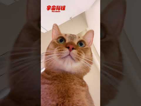 奴才！我的碗空了 #貓咪邏輯 #碗空了 #宇宙貓咪 #cat #shorts #shortstw