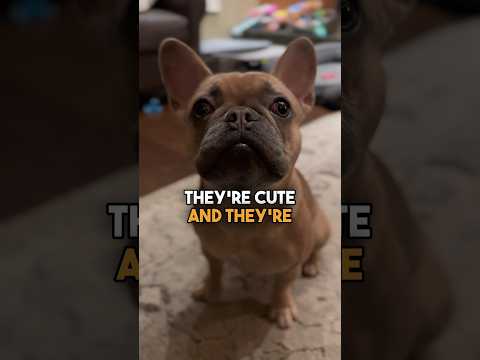 Say no to Fenchies #frenchbulldog #puppy #dogtraining