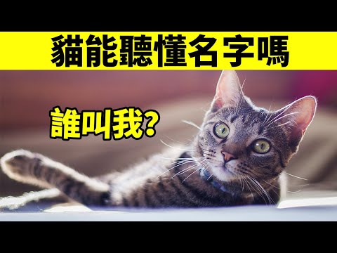 貓能聽懂自己的名字嗎？你家貓叫不叫得來？