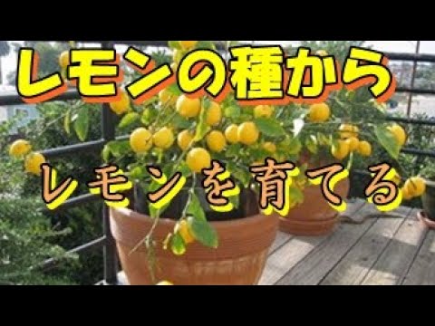 レモンの種を発芽させて育てて実を実らせる