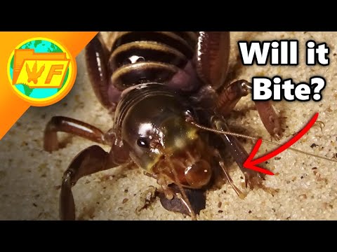 GIANT CREEPY CRICKET! - The Jerusalem Cricket