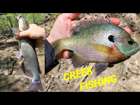 BREAM FISHING IN SOUTH CAROLINA #fishing #breamfishing #fishingvideo