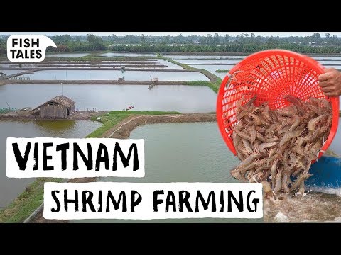 How SHRIMP is Farmed Sustainably in Vietnam | Bart van Olphen