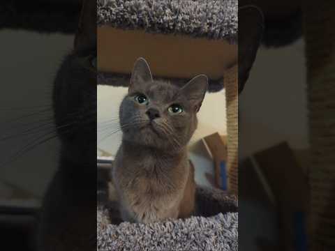 Those green eyes with Skeletor #russianblue #catlover #catshorts #adoptnotshop #cute #adorable #猫