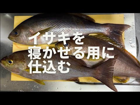 イサキを寝かせる為に仕込む方法。釣れたてのイサキの刺身はブリブリだ