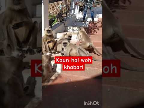 Yah baat insanon ko kisne Bata Di 🙏#ytviral #shortvideos #shortsviral#subscribe  #myvideo#shortsfeed