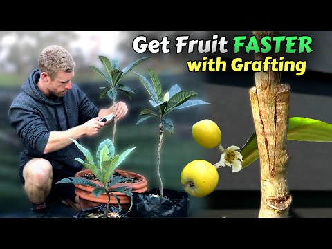 Grafting Loquat Trees - Learn How To Graft (Includes 8 Months of Results)