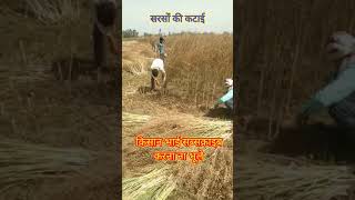 Ripe mustard harvested👳पकी हुई सरसों की कटाई