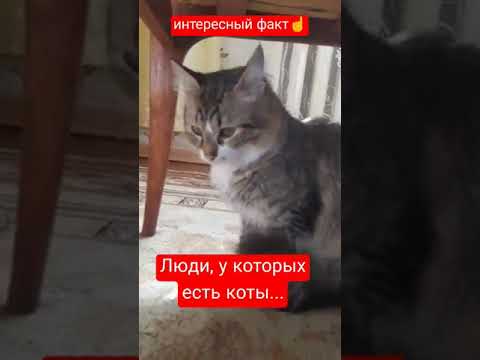 Люди, у которых есть коты...