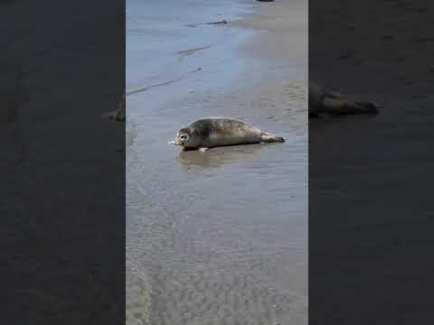 Release of seal pup Lanny 🌊