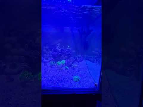 40 gallon Begginer Reef Tank Setup HolyGrail Torch