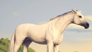 A new rank 9 Arabian has arrived - Rival Stars Horse Racing PC