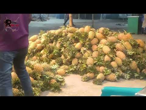 Pineapple fruit | Jatrabari | Pineapple | RupkotharGolpo