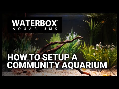 Setting up a Community Freshwater Aquarium - Using the EDEN aquarium system