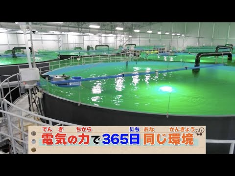 THE POWER OF ELECTRICITY ～電気の力で、未来をつなぐ～File No.006 エネルギー×持続可能な水産業～陸上養殖～