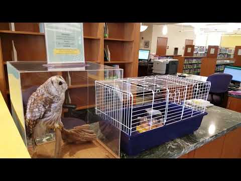 Hatching chicken eggs at Leominster public Library Day 1, April 17, 2019.