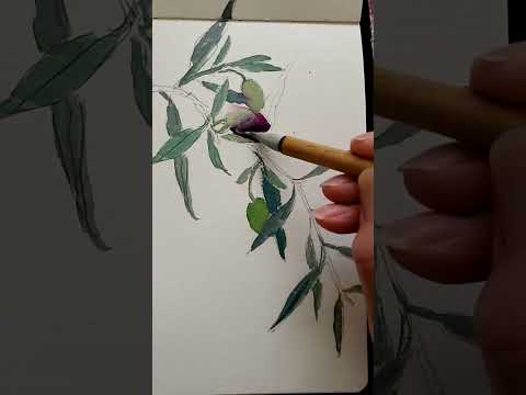 Watercolor Painting Time lapse an olive branch in our backyard