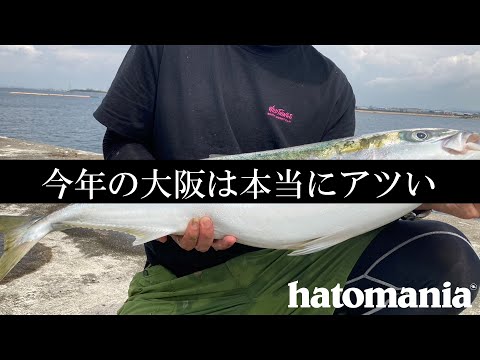 ブリから怒りの電話がかかってきた【岸和田一文字・ノマセ釣りの極意】