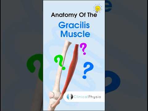 Gracilis Muscle Anatomy #anatomy #physiotherapy #physicaltherapy #gracilis