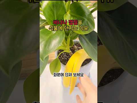 바나나를 화분에 던져보세요. #바나나 보관법 #식물영양제 #바나나활용