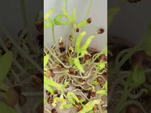 Brilliant Idea, Growing water spinach at home, easiest and fastest