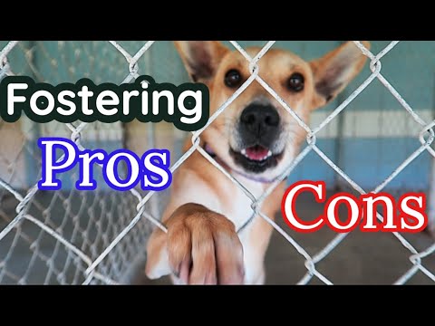 The WORST Part of Dog Fostering NO ONE Tells You! 🐶PROS + CONS of Fostering a Dog