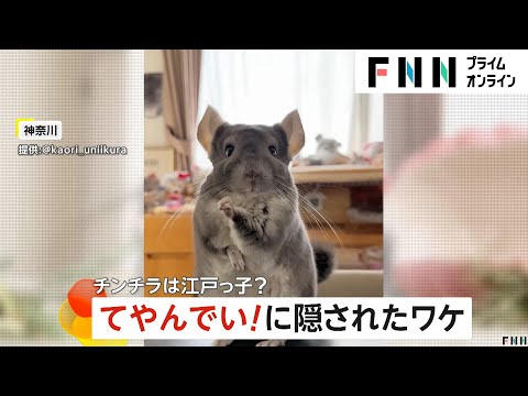 キレッキレの　「てやんでい！」ポーズ披露のチンチラは江戸っ子?　実は鼻がむずむずのカナダ生まれ