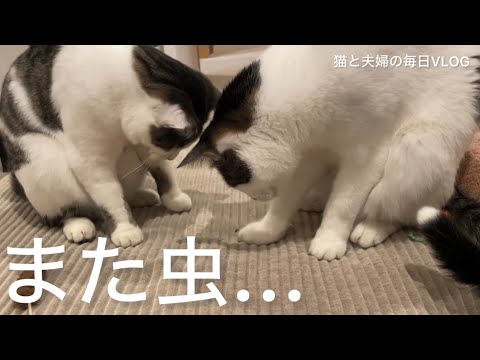 猫と夫婦の毎日VLOG#437 虫みっけ