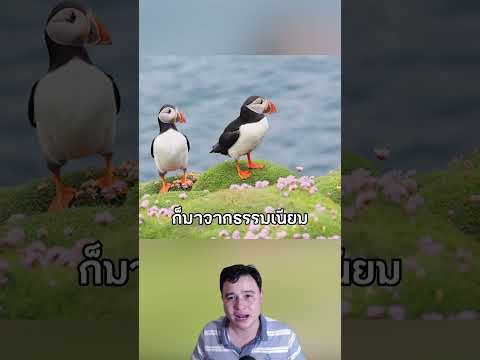 บ้านที่โดดเดี่ยวที่สุดในโลกมีไว้ให้คนล่านก Puffin #เรื่องเล่า #puffin #iceland #สาระ #น่ารัก #shorts