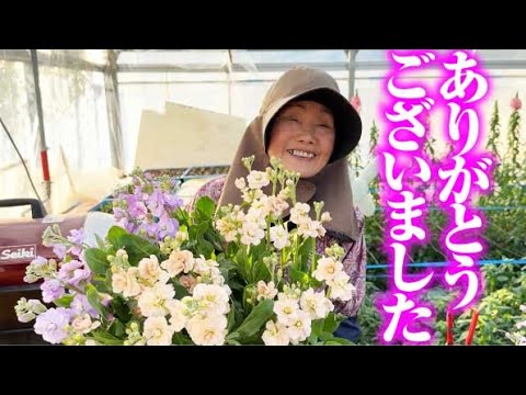 こんなに綺麗に咲きました【ハウスのストックは花盛り】【2024年もありがとうございました】