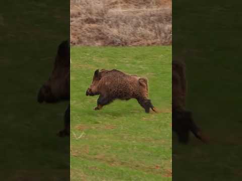 Monster Wild Boar Hunt 🐗 Canavar Domuz Avı! #hunting #shorts #wildboar #viral #wildlife