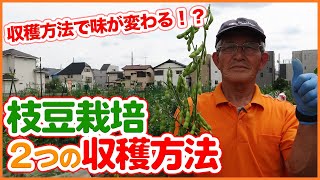 エダマメ栽培大成功の秘訣ポイント大公開！家庭菜園で枝豆の収穫方法2つのやり方を紹介！鮮度と甘みを保つ方法とは！【支柱】【カメムシ】