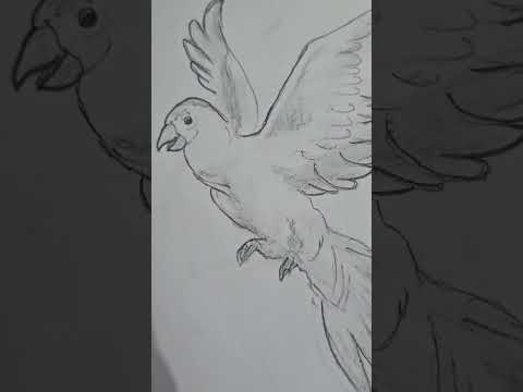 I tried sketching for the first time 😅😄#paonkijutti #parrot #song #love #music #remix #newsong